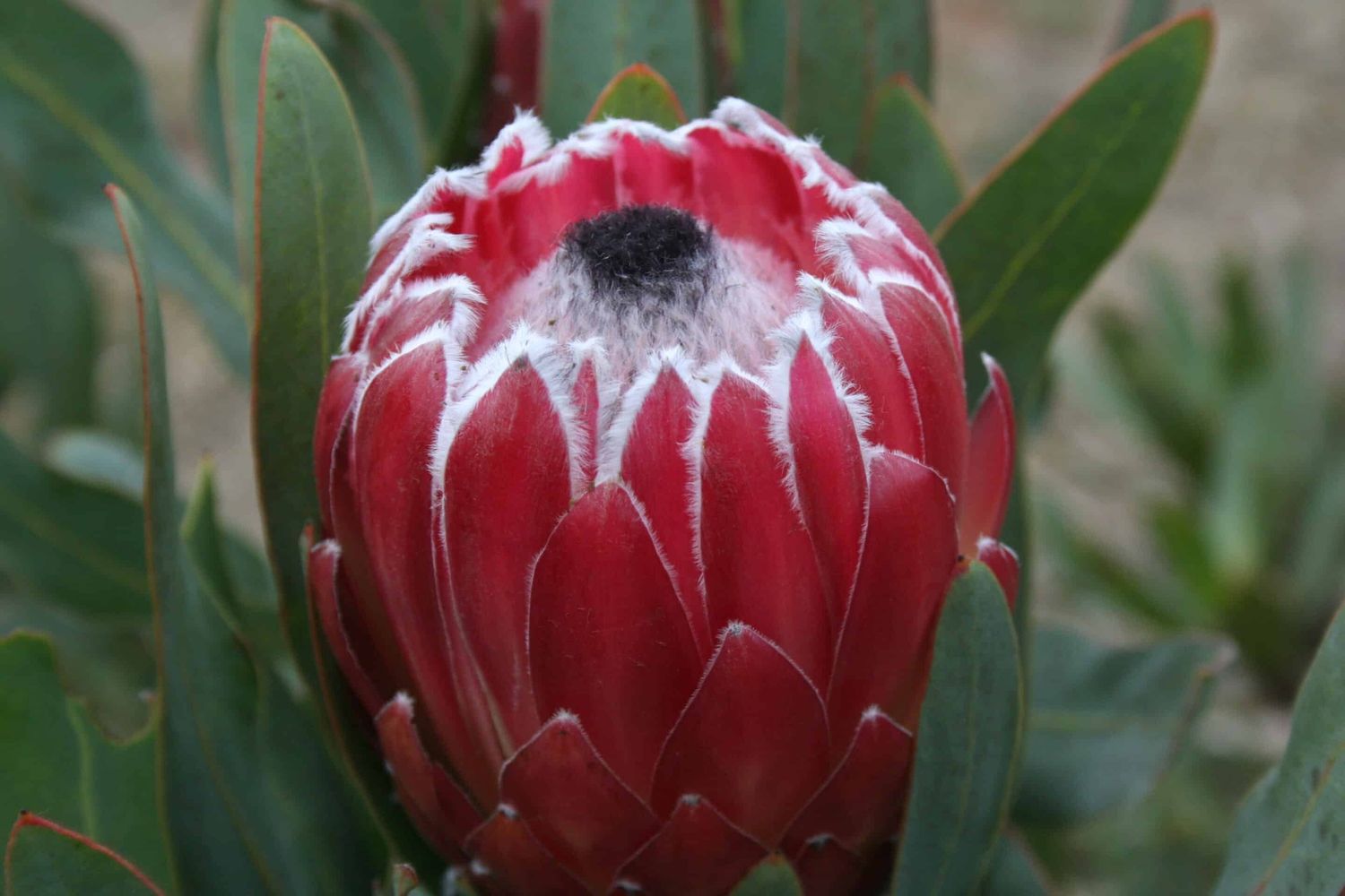 Protea Sheila - 3.5Ltr