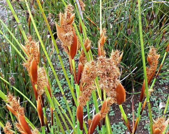 Elegia cuspidata, Dwarf Restio