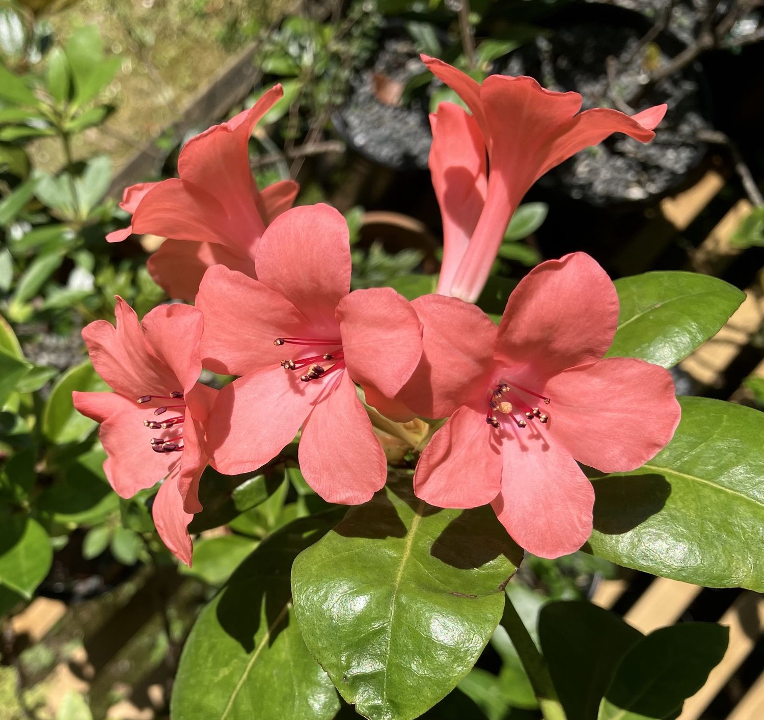 Rhododendron v. Coral Chance (20/50)