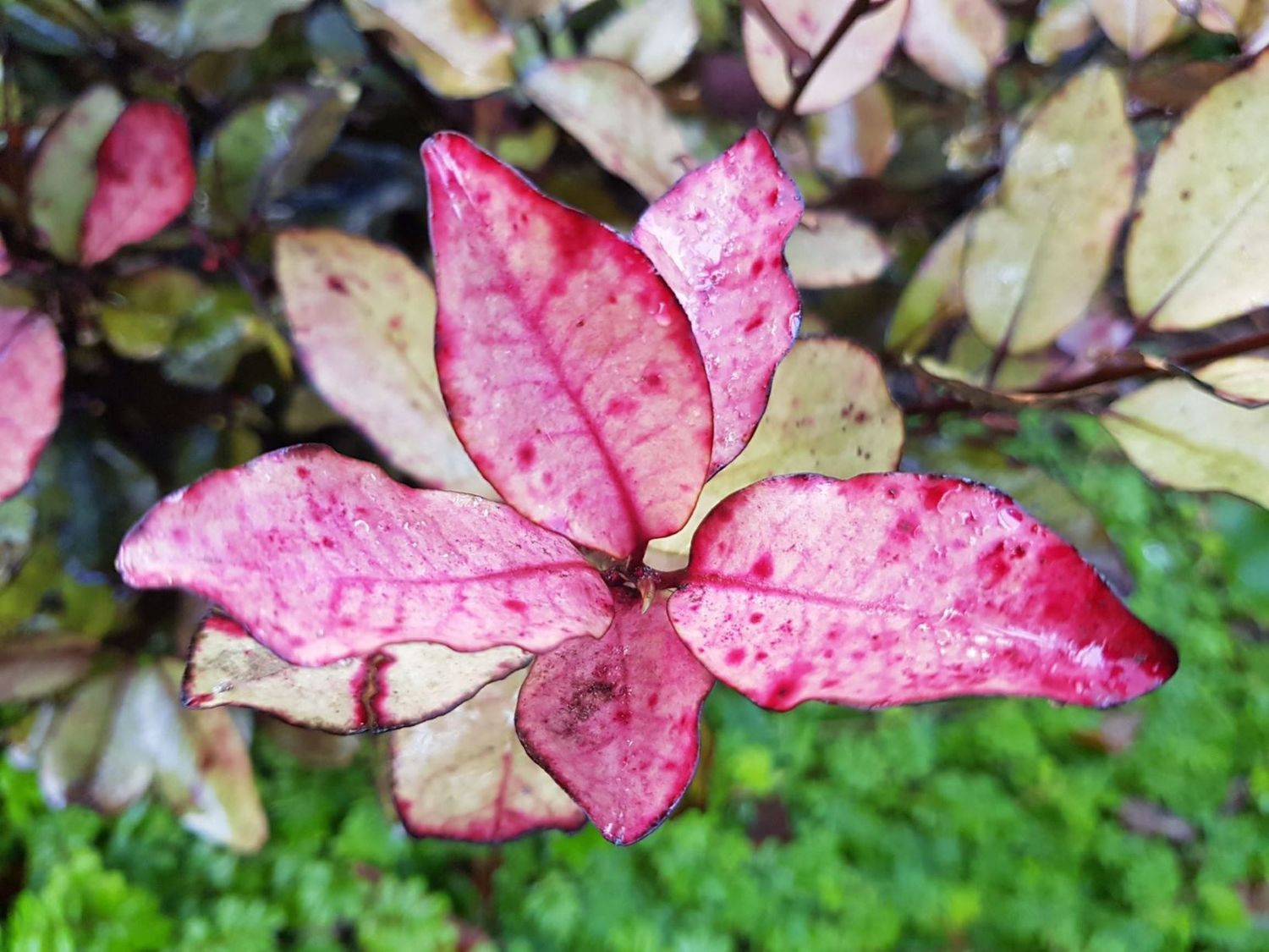 Pseudowintera c. Plum Wine - 1L (20)