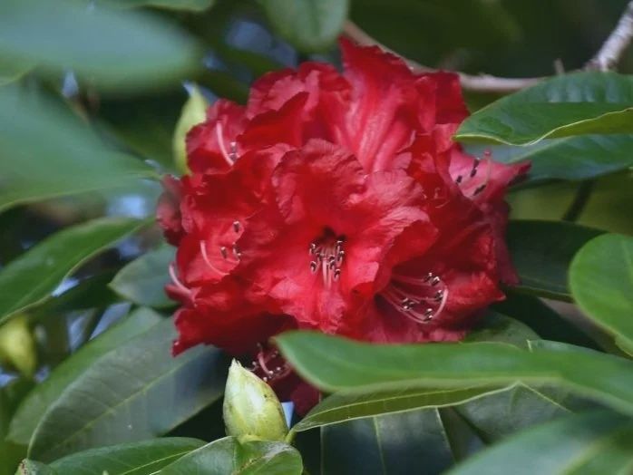 Rhododendron Cornubia