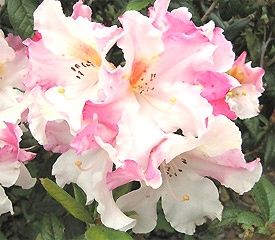 Rhododendron Harry Tagg