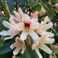 Rhododendron Starbright Champagne - 6Ltr