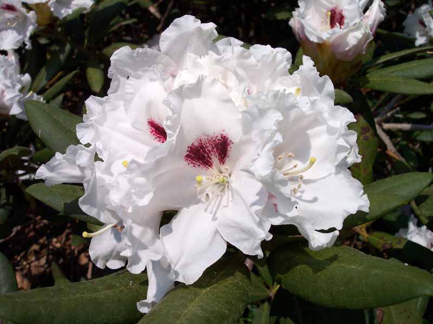 Rhododendron Tiana
