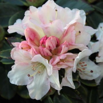 Rhododendron Unique