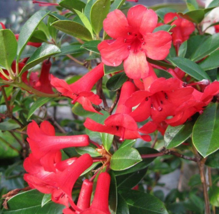 Rhododendron v. Little Devil (20/50)