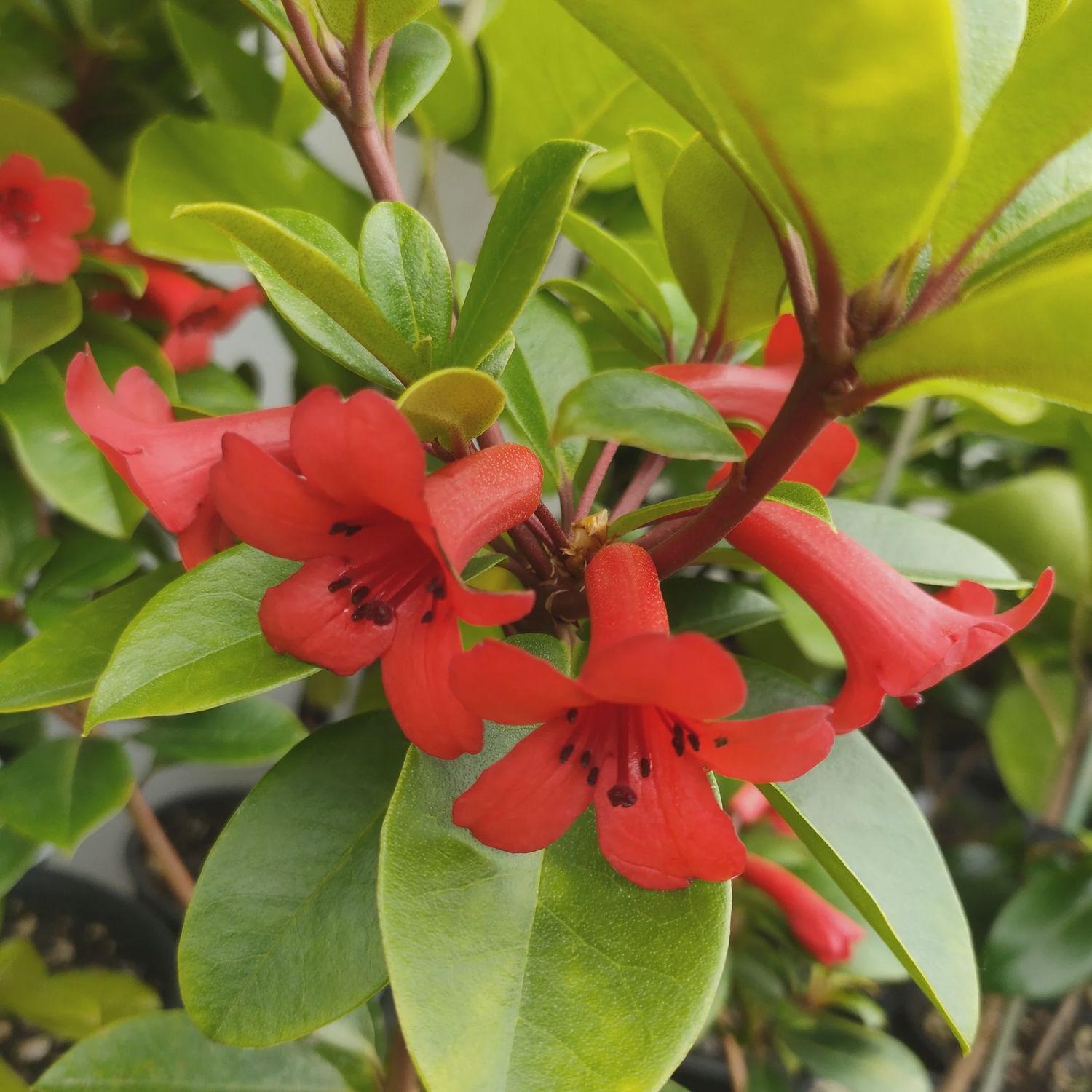 Rhododendron v. Red Mountain (20/50)