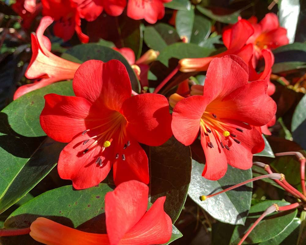 Rhododendron v. Zeus (20/50)