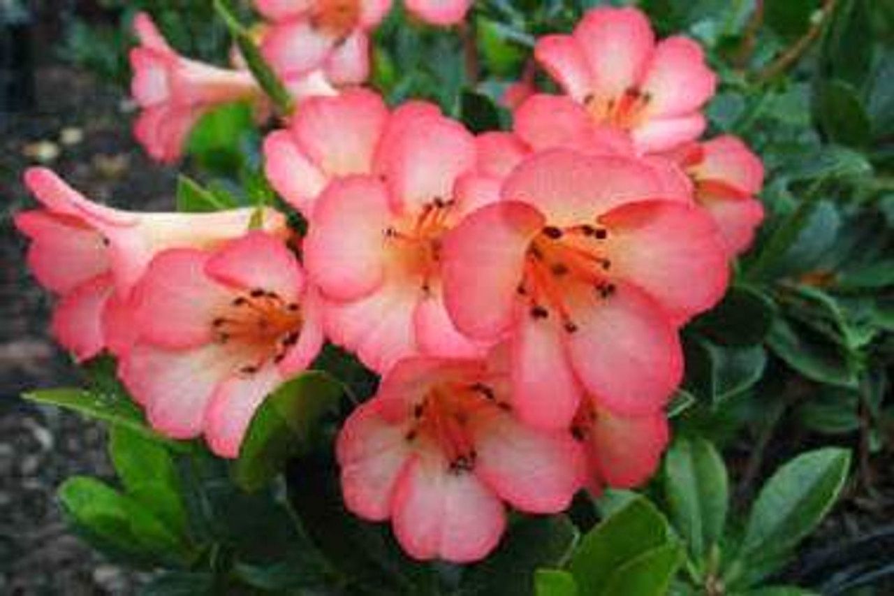 Rhododendron v. Saxon Blush (20/50)