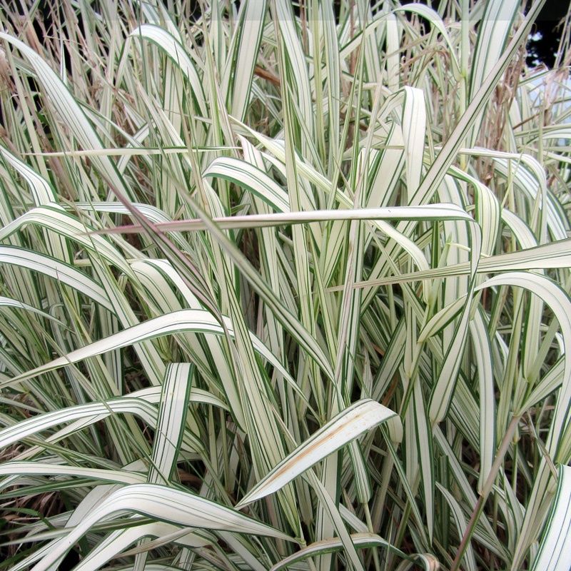 Phalaris arundinacea Variegata - pb5 (30/50)