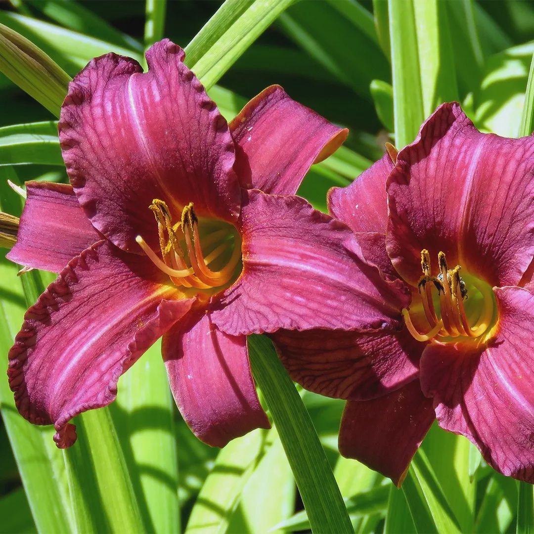 Hemerocallis Fabulous Francesca
