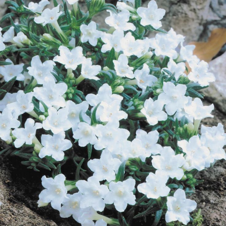 Lithodora Irish Crystal - 1.4Ltr