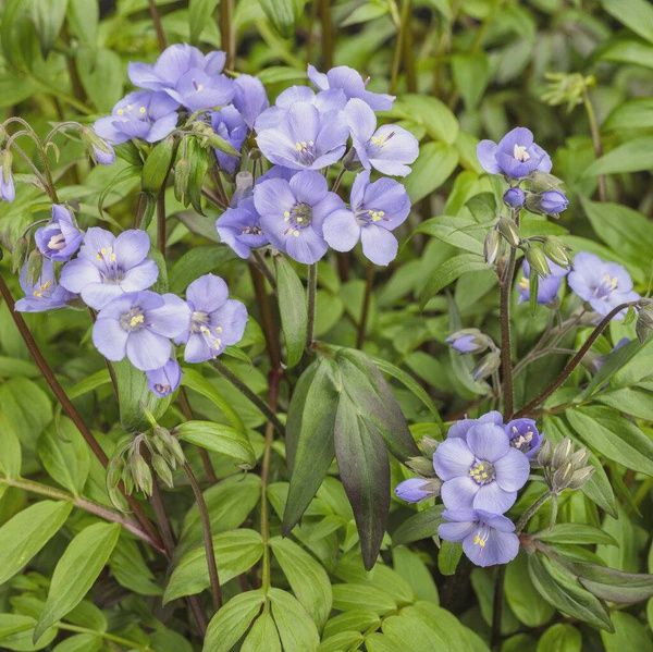 Polemonium Heaven Scent - 1.5L