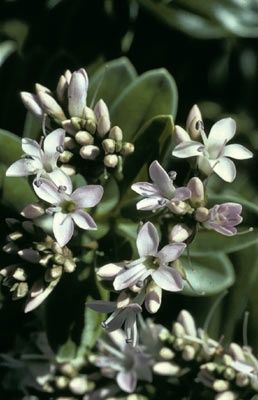 Hebe scopulorum Port Waikato