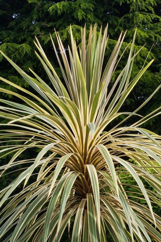 Cordyline australis Torbay Dazzler