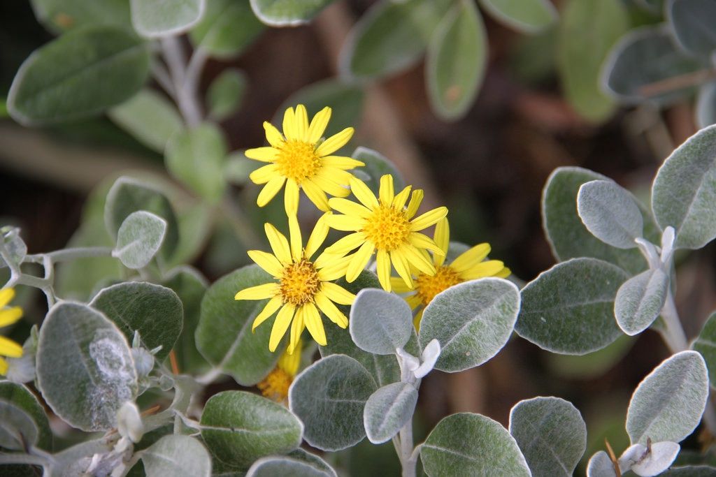 Brachyglottis x Sunshine - Pb3/Pb5