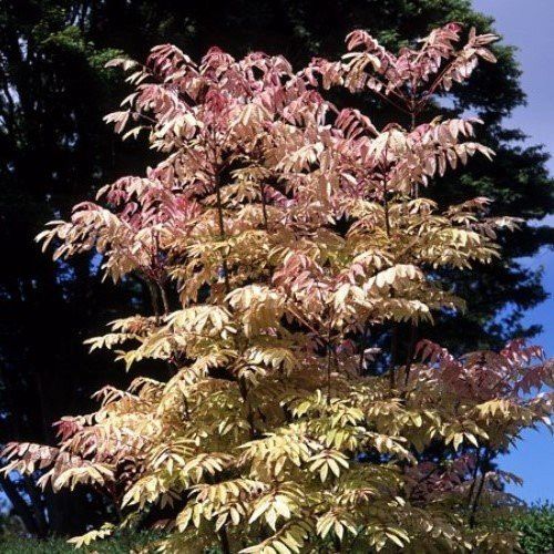 Cedrela s. Flamingo, Chinese Toon Tree - Pb40