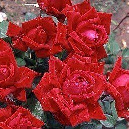 Rose Loving Memory (hyb. tea, standard)