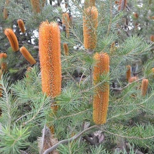 Banksia Orange Candles - 2Ltr (40/60)
