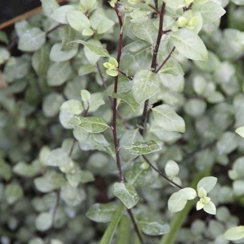 Pittosporum Oliver Twist - Pot