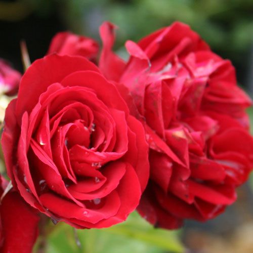Rose Lest We Forget (floribunda, standard)