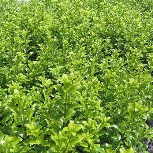 Pittosporum Mountain Green - Pot
