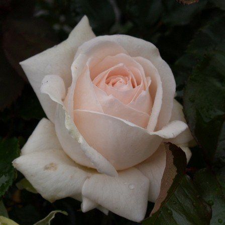 Rose Love me Do (hyb. tea) standard
