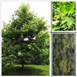 Platanus orientalis, Oriental Plane - Pb12
