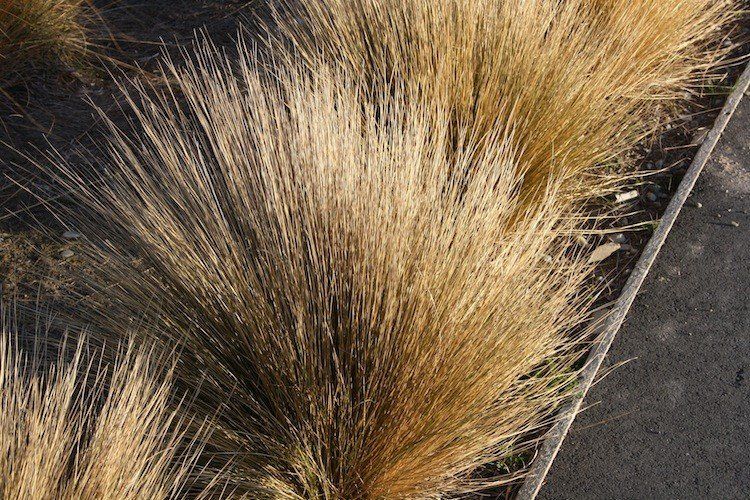 Chionochloa rubra, Red Tussock Grass - Pb5/6.5