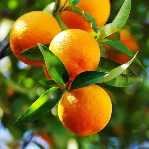 Orange Best Seedless - 35ltr