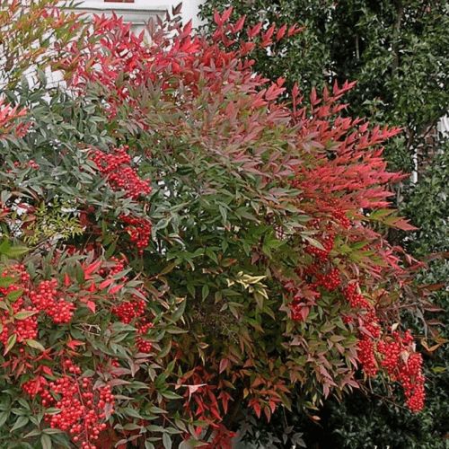Nandina Richmond - Pb5