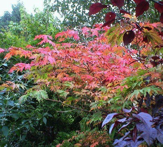 Acer aconitifolium, Full Moon Maple - Pb28