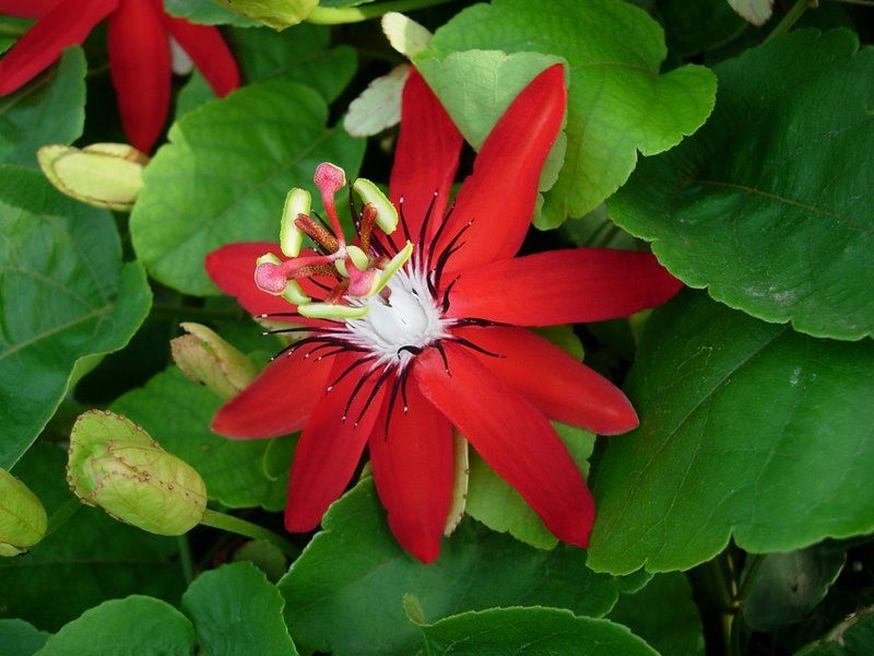 Passiflora coccinea, Red Passion Flower