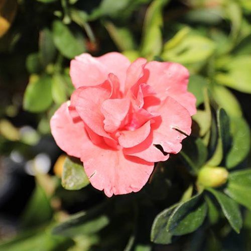 Azalea Guanda Pink - 1.25Ltr