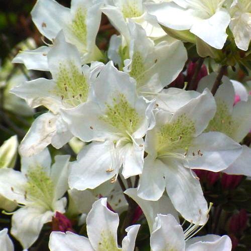 Azalea Mrs Kint White - 1.25Ltr