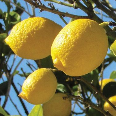 Lemon Genoa