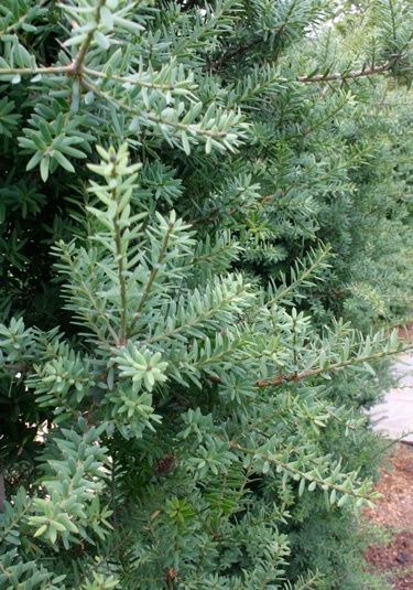 Podocarpus Matapouri Blue - Pb6.5/Pb8 (50/120)