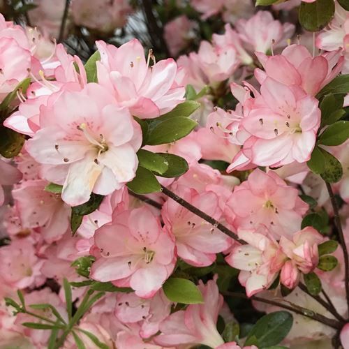 Azalea Apple Blossom - 1.25Ltr