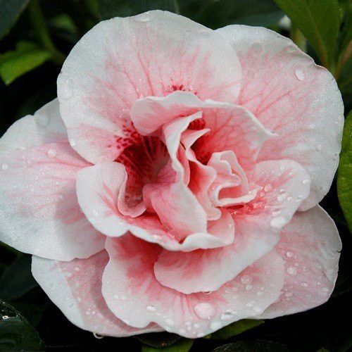 Azalea John Lewellyn - 1.25Ltr