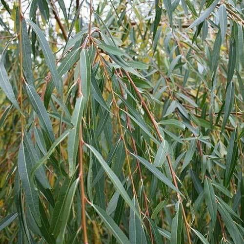 Salix chrysocoma, Golden Weeping Willow - Pb8