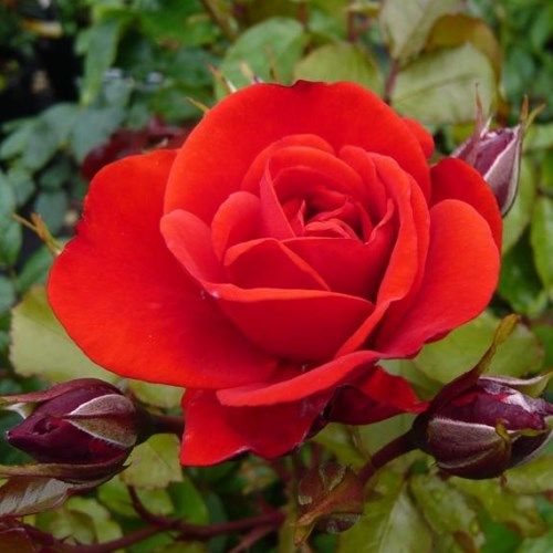 Rose Trumpeter (floribunda, Standard)