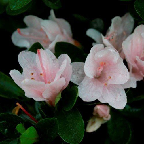 Azalea Peach Kirin - 1/1.25Ltr