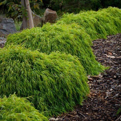 Acacia Fettuccini ‚Äì 3Ltr