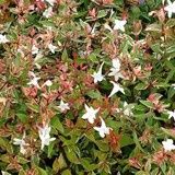 Abelia Snow Showers - 2.5Ltr/Pb6.5