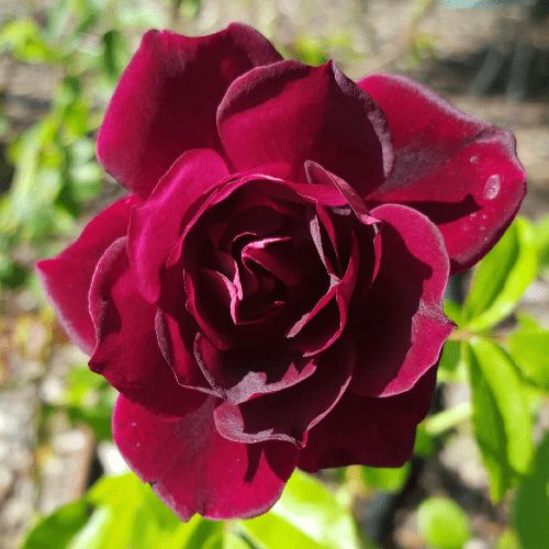 Rose Burgundy Iceberg (floribunda, standard)