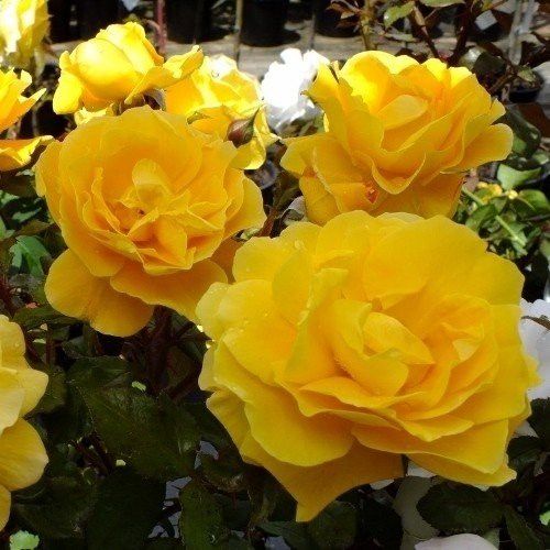 Rose Gold Dust (floribunda, standard)
