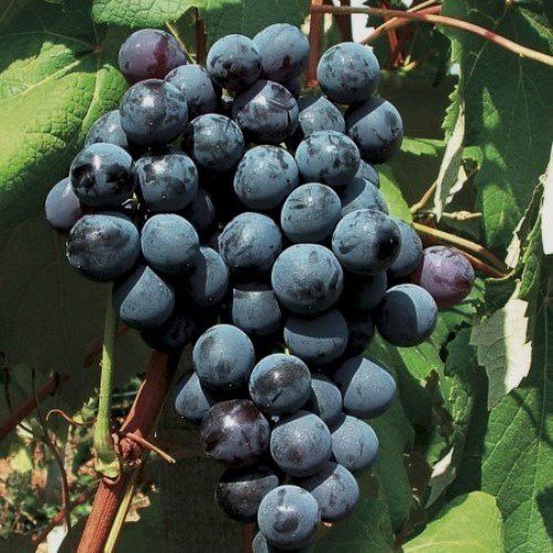 Grape New York Muscat - Pb5/Pb6.5 (40/80)