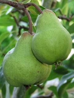 Pear Double Beurre Bosc/Packham's Triumph - Pb18