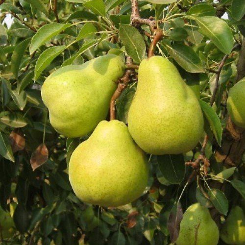 Pear Packhams Triumph - Pb18 (170/200)