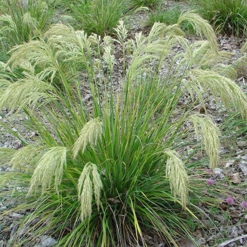 Chionochloa flavicans, Dwarf Toetoe - Pot